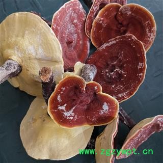 圣草康园灵芝 金边灵芝 整枝有柄金边灵芝 黄灵芝 今年新货图3