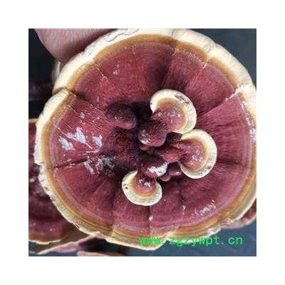 圣草康园灵芝 金边灵芝 整枝有柄金边灵芝 黄灵芝 今年新货