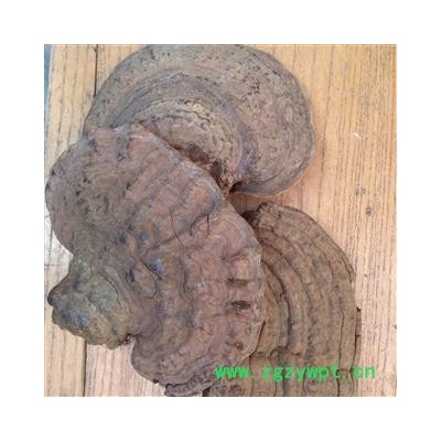 圣草康园树舌 树舌灵芝 树舌扁灵芝、平盖灵芝 老母菌、枫树菌
