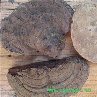 圣草康园树舌 树舌灵芝 树舌扁灵芝、平盖灵芝 老母菌、枫树菌图2