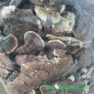 圣草康园灵芝 灵芝 西藏灵芝，产地西藏图2