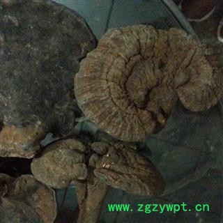 圣草康园 皱盖假灵芝 有柄假芝 血芝 血灵芝 雪灵芝图2