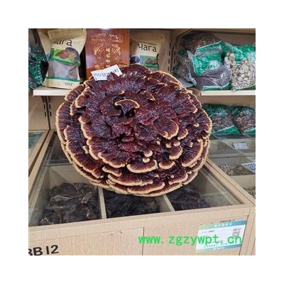 吉康药业工艺灵芝 大灵芝 灵芝摆件装饰灵芝人工培养直径65公分到1米