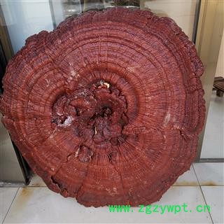 吉康药业工艺灵芝 大灵芝 灵芝摆件装饰灵芝人工培养直径65公分到1米图3