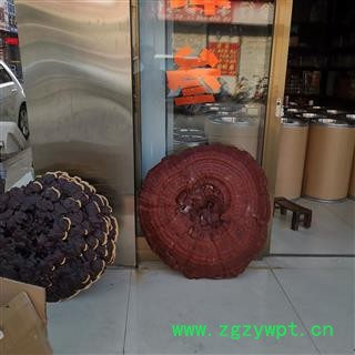 吉康药业工艺灵芝 大灵芝 灵芝摆件装饰灵芝人工培养直径65公分到1米图4