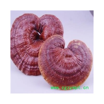 吉康药业灵芝 赤灵芝产地东北今年新货颜色好