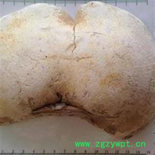 吉康药业灵芝 白灵芝 玉芝白边白灵芝 玉芝 苦白蹄图2