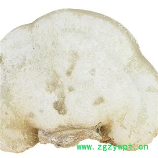 吉康药业灵芝 白灵芝 玉芝白边白灵芝 玉芝 苦白蹄图3
