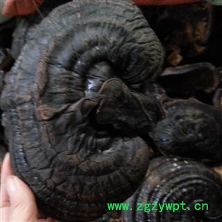 吉康药业灵芝紫灵芝 选 黑灵芝 紫灵芝  实物拍照 保障图2