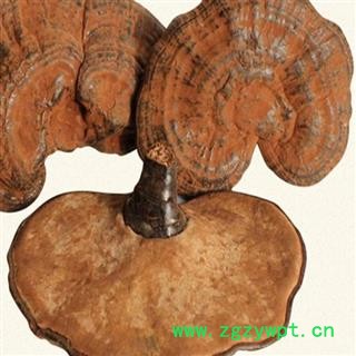 吉康药业中药材 椴木灵芝 赤芝 整枝赤灵芝带孢子粉图2