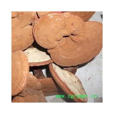 吉康药业中药材 椴木灵芝 赤芝 整枝赤灵芝带孢子粉