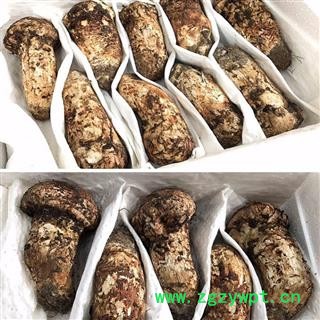 【顺丰包邮】新鲜松茸全规格齐全现货特价批发带包装3~5cm、7~9cm、9~12cm、12~15cm冰袋冷藏川蜀山农中药材批发图2