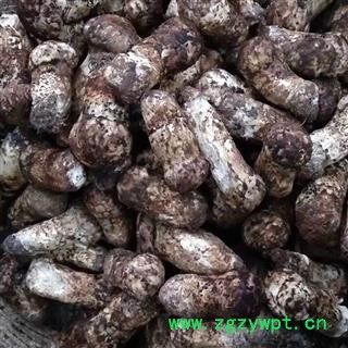 【顺丰包邮】新鲜松茸全规格齐全现货特价批发带包装3~5cm、7~9cm、9~12cm、12~15cm冰袋冷藏川蜀山农中药材批发图4