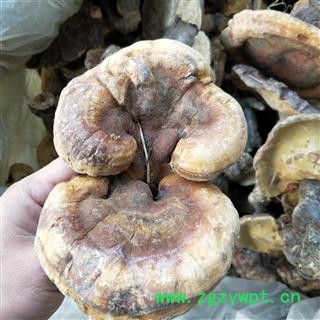 灵芝个 江西野生紫灵芝 产地 江西省图2