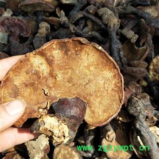 灵芝个 江西野生赤灵芝 产地 江西省图2