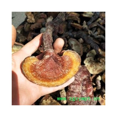 灵芝个 江西野生赤灵芝 产地 江西省