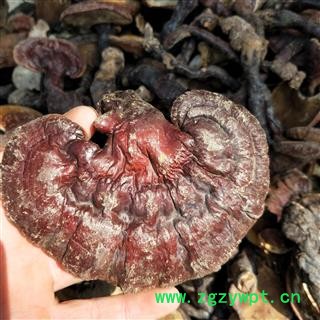 灵芝个 江西野生赤灵芝 产地 江西省图3