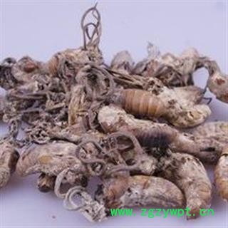 蝉花 蝉花统货 产地 安徽省图2