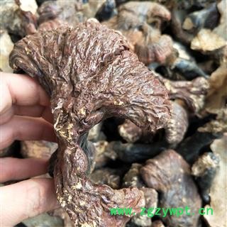 灵芝个 野生灵芝 产地 辽宁省图2