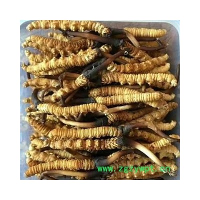 冬虫夏草 青海虫草精选2000条 产地 青海省果洛藏族自治州