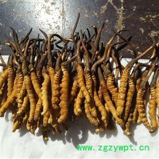 冬虫夏草 青海虫草精选2000条 产地 青海省果洛藏族自治州图2