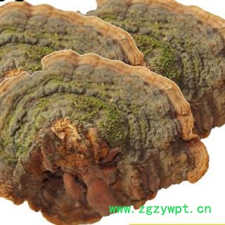 小丽百草行中药材灵芝  松针层孔菌图2