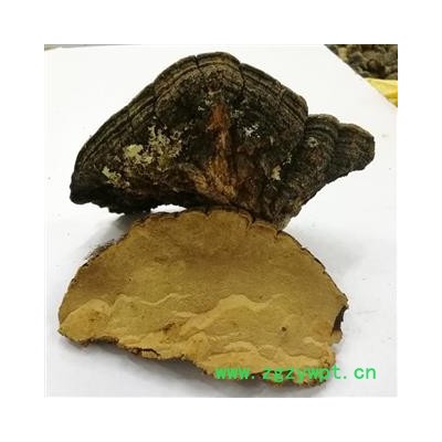 小丽百草行中药材灵芝  松针层孔菌