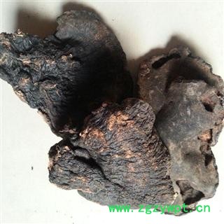 小丽百草行中药材灵芝  桦褐孔菌白桦茸 桦树黄 桦树菇、桦褐孔菌、西伯利亚灵芝图2