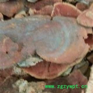 小丽百草行中药材东方栓菌  东方云芝长白山东方栓菌 灰带栓菌 东方云芝图2