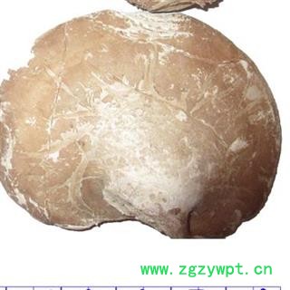 小丽百草行  中药材灵芝  香栓菌多层孔菌图2