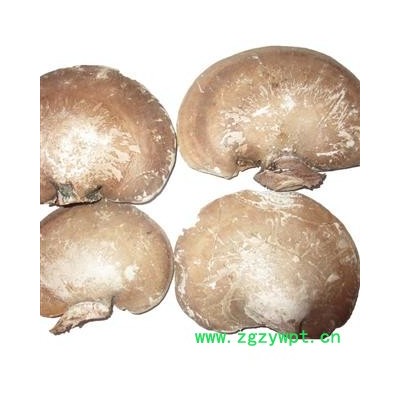 小丽百草行  中药材灵芝  香栓菌多层孔菌