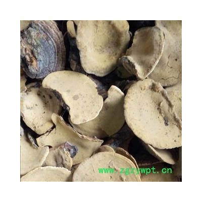 桑黄 桑黄小个 桑上寄生 桑臣 树鸡 胡孙眼 桑黄菰 桑黄菇 针层孔菌 梅树菌 产地 吉林省