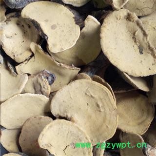 桑黄 桑黄小个 桑上寄生 桑臣 树鸡 胡孙眼 桑黄菰 桑黄菇 针层孔菌 梅树菌 产地 吉林省图2