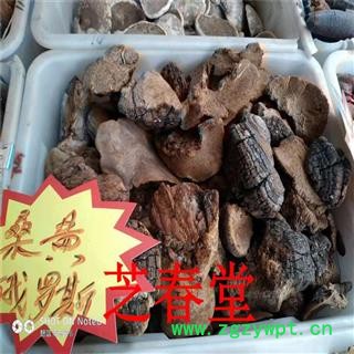 芝春堂 无硫正品 桑黄 桑上寄生 桑臣  胡孙眼 桑黄菰 桑黄菇图2