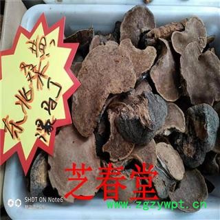 芝春堂 无硫正品 桑黄 桑上寄生 桑臣  胡孙眼 桑黄菰 桑黄菇图3