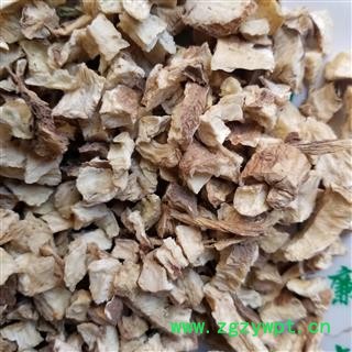 菊苣根 苦菊图4