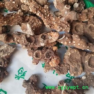 八角莲  别称 一碗水 金魁莲图3
