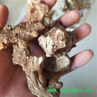 八角莲  别称 一碗水 金魁莲图4