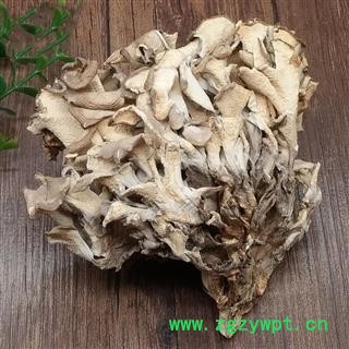 灰树花 贝叶多孔菌栗子蘑莲花菌叶状奇果菌图3