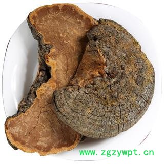 槐耳 怀耳   中药材 桑黄 梅树菌 桑黄菰桑黄菇桑耳桑臣图4