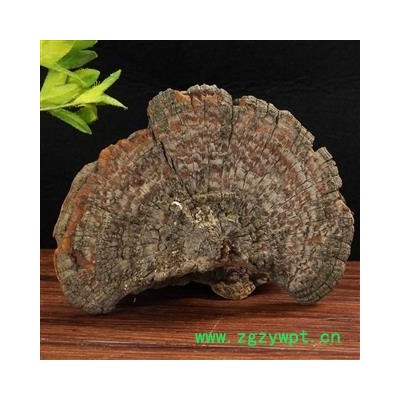 槐耳 怀耳   中药材 桑黄 梅树菌 桑黄菰桑黄菇桑耳桑臣