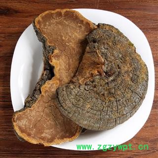 槐耳 怀耳   中药材 桑黄 梅树菌 桑黄菰桑黄菇桑耳桑臣图2