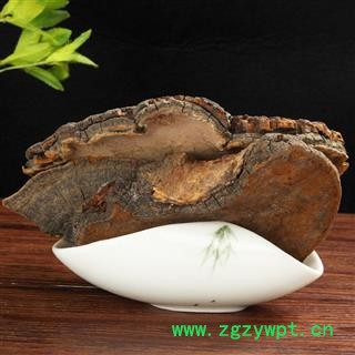 槐耳 怀耳   中药材 桑黄 梅树菌 桑黄菰桑黄菇桑耳桑臣图3