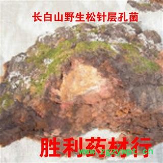 圣草康园中药材 供应松针层孔菌 长白山 松针层孔菌图3