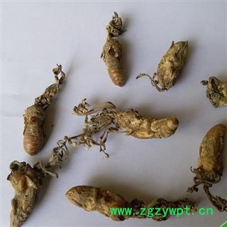 生草康园蝉花 金蝉花金蝉花蝉蛹草 蝉茸 冠蝉 胡蝉 唐蜩 大虫草图2