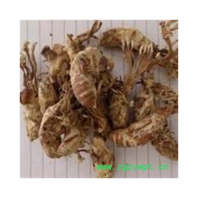 生草康园蝉花 金蝉花金蝉花蝉蛹草 蝉茸 冠蝉 胡蝉 唐蜩 大虫草