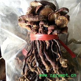 吉康药业灵芝灵芝海南灵芝小红灵芝 豆芽灵芝图3