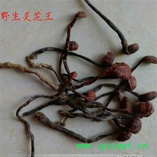 吉康药业灵芝灵芝海南灵芝小红灵芝 豆芽灵芝图2