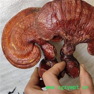 灵芝 西藏野生白心灵芝大选个 产地 内蒙古自治区乌海市图2