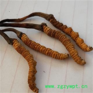 冬虫夏草 青海虫草精选4000条每公斤 产地 青海省果洛藏族自治州图2